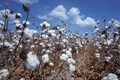 Australian cotton traders eagerly wait for rise in duty-free quota