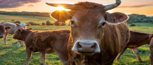 Animal Welfare Board Urges People To Celebrate 'Cow Hug Day' On Valentine'S  Day