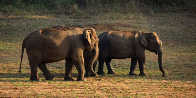 Periyar National Park: Where you can spot wild elephants