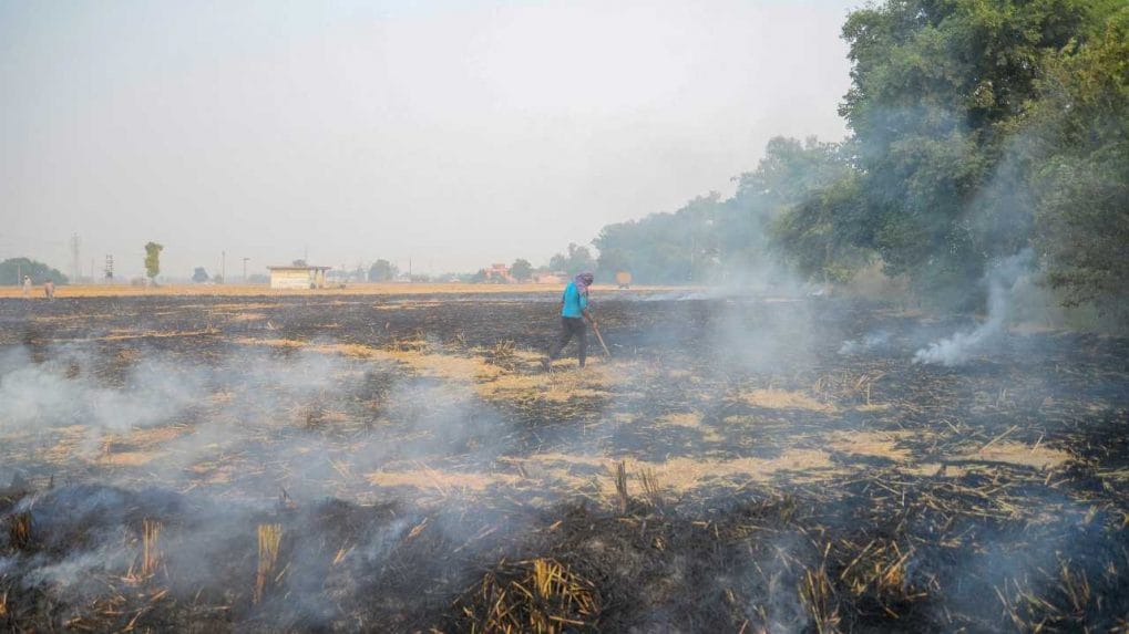 Stubble Burning Doubles Compared To Last Year Despite Government   Stubble Burning 1019x573 