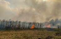 SC questions MSP as potential 'incentive' for stubble burning, advocates 'Carrot and Stick' approach