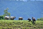 Awesome Assam: Sustainable tourism is at center of new policy that state recently unveiled