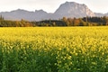Indian govt files plea in SC for commercial release of GM mustard