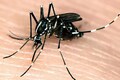 What are tiger mosquitoes and what makes them so deadly?