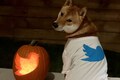 Elon Musk shares Halloween photo of his dog and Dogecoin gains around 26 percent; wonder why?