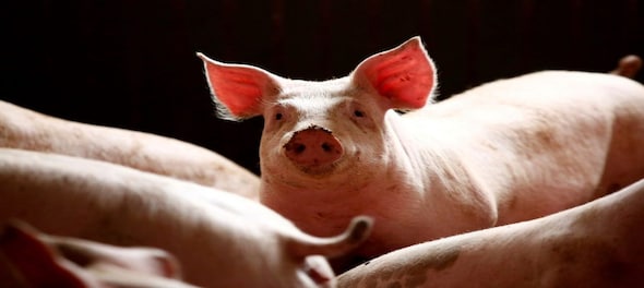 African swine fever: 85 pigs die in Madhya Pradesh’s Katni; what is it?