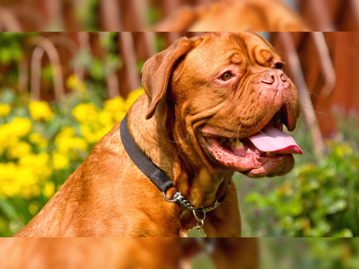 Argentina fans serenade Lionel Messi's DOG with a hero's reception