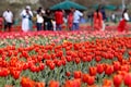 Jammu’s Ramban district to get its own tulip garden at Sanasar next year