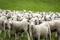 Bizarre accident in UP's Balrampur results in death of 90 sheep
