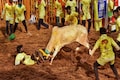 Supreme Court upholds law allowing Jallikattu in Tamil Nadu: Here’s how Twitter reacts