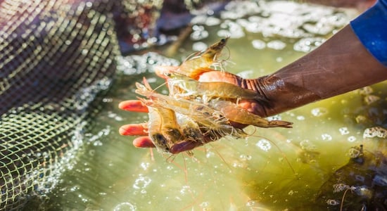 Budget 2023: Wafer-thin margins ailing India's shrimp farmer