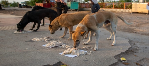 Man caught raping stray dog in Delhi; police respond after aminal activists rake up curel act