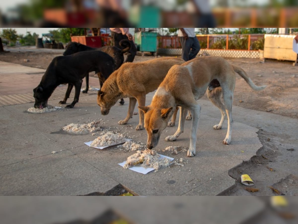 Man caught raping stray dog in Delhi; police respond after aminal activists  rake up curel act
