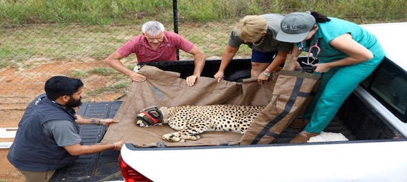 Autopsy report shows second Cheetah translocated from South Africa died of cardiopulmonary failure