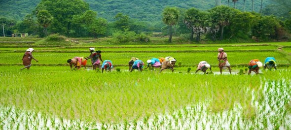 India maintains rice export restrictions to control domestic prices and ...