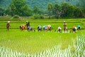 India maintains rice export restrictions to control domestic prices and ensure adequate stocks