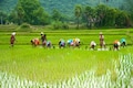 India maintains rice export restrictions to control domestic prices and ensure adequate stocks