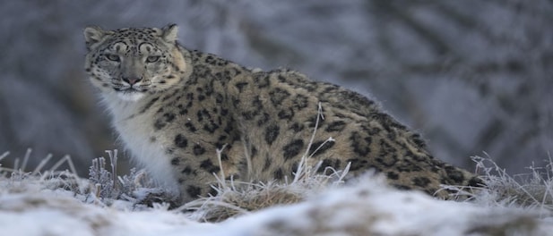 Snow Leopard Spotted For The First Time In Uttarakhand'S Darma Valley