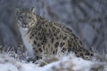 India has around 718 snow leopards, two-thirds of them in Ladakh, says Centre