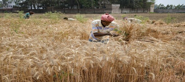 Punjab's wheat procurement nears completion, govt agencies procured over 120 lakh MT