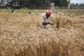 Punjab Budget: Big subsidies in power, agriculture and other sectors
