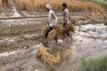 Farmers anxious over rains and damaged crops — what could be the solution to their woes? Experts weigh in