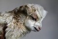 World’s first cloned Pashmina goat dies in Kashmir