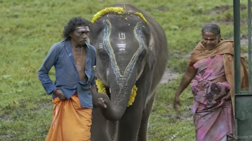 The Elephant Whisperers' couple Bomman and Bellie welcome another 'Raghu
