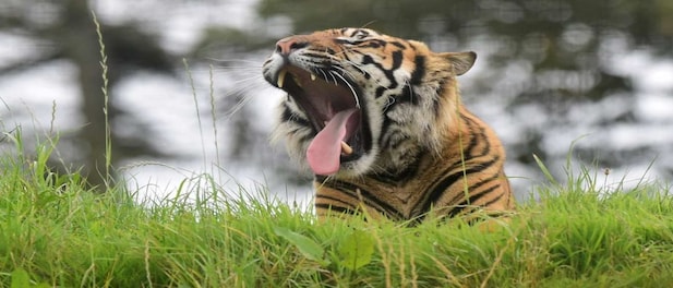 India's tiger population at 3,167 in 2022, PM Modi reveals latest ...