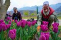 Stunning pics of 1.5 million tulips of 68 varieties on display in Kashmir's tulip gardens