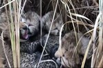 Cheetah brought from Namibia to India gives birth to four cubs