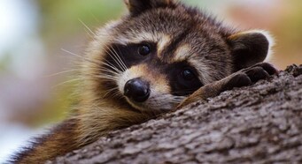 Covid-19 discovery in raccoon dogs boosts case for virus' natural origin