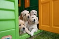 Investors pounce on India’s pet care industry with $77 million in investments