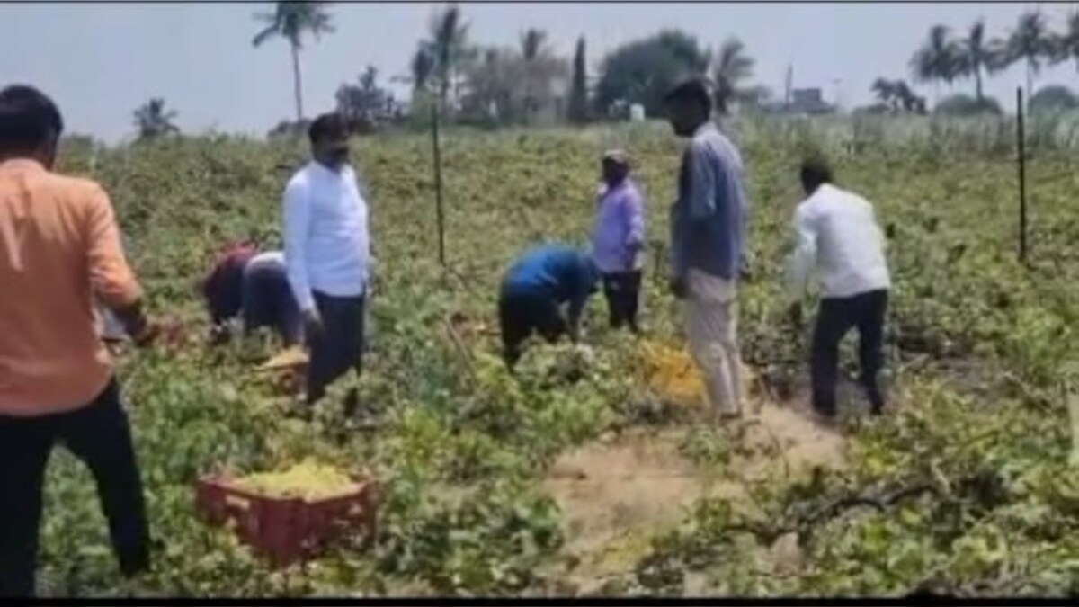 Unseasonal rains damaged crops in five districts in western Vidarbha ...