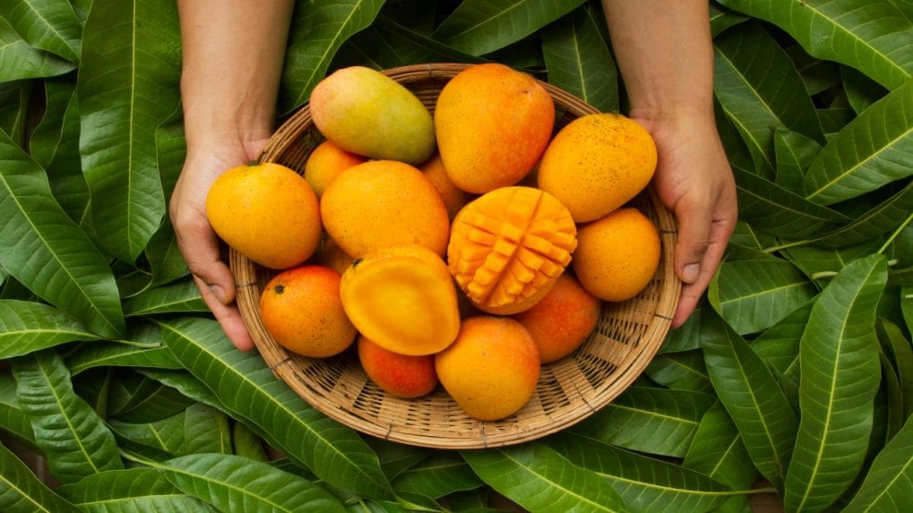 National Mango Day 2023: History, Significance, and interesting facts ...