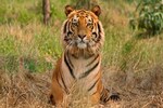 Supreme Court halts mining activities around Sariska Tiger Reserve