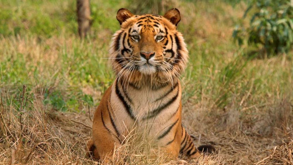 Tiger Trails: A journey through Namdapha National Park