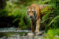 Tiger population a matter of concern in some parts of India