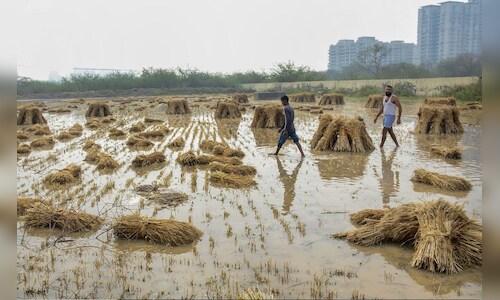 Heavy rains come down heavily on farmers — How prices of wheat and ...