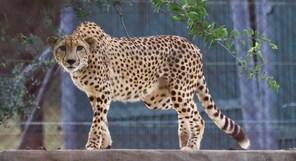From using water guzzlers to creating greenery, KNP authorities help cheetahs beat scorching heat