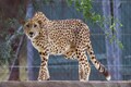 Female cheetah that went untraceable in Kuno National Park due to radio collar issue captured