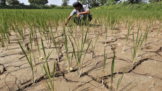 Being Agrarian: El Nino impact—here's how Indian agriculture sector can ...