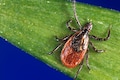What is Powassan virus and why the US government is warning people about it