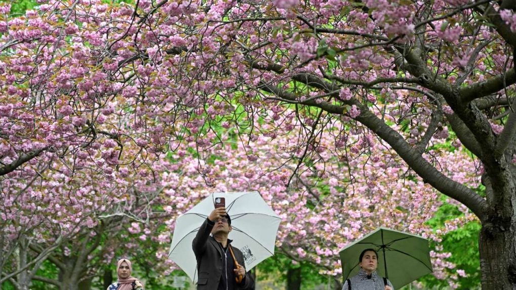 Wizards to Celebrate Cherry Blossom Season