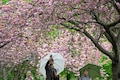 These are the top destinations to experience cherry blossoms in the world