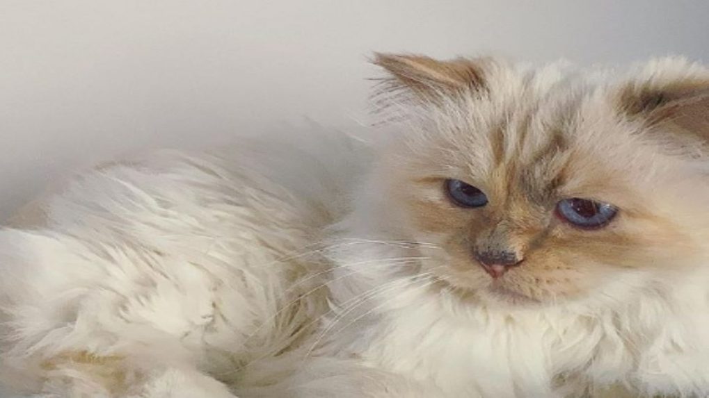 Who is Karl Lagerfeld and why is his cat invited to the Met Gala?
