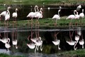 Top 3 bird sanctuaries in India to visit this summer