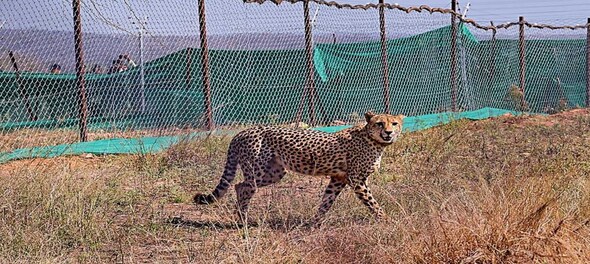 Cheetah 'Agni' injured in fight at Madhya Pradesh's Kuno park