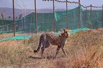 Are radio collars to blame for the cheetah deaths at Kuno | Explained