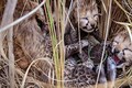 India's ambitious cheetah translocation project faces setbacks with fatalities